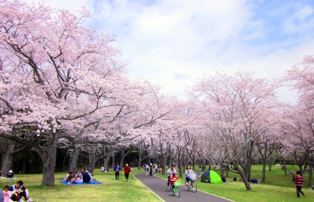 【東大阪市】人気のお花見スポットはどこ？